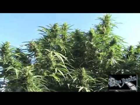 Marlon Asher Ganja Cowboy OFFICIAL VIDEO By TRU REELZ PROD YouTube