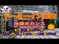 【dormy inn 池袋】ホカンスでHALLOWEEN Party【ビジホ飲み】