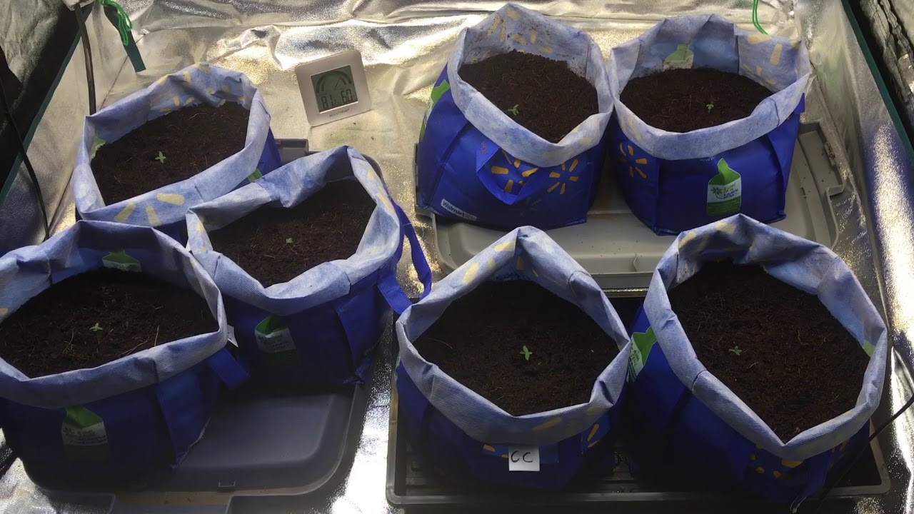 Autoflower grow day 4: Colorado cookies, red poison and Jack Herer