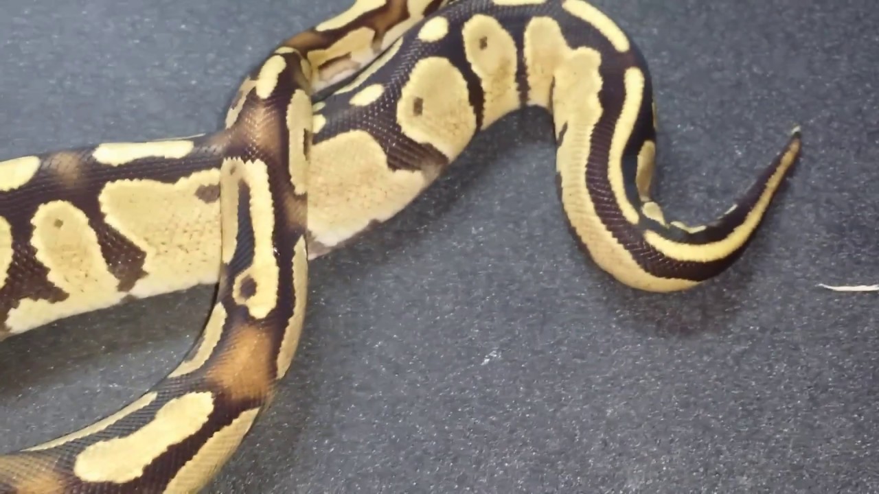 pythons for sale Fire A Closer Look