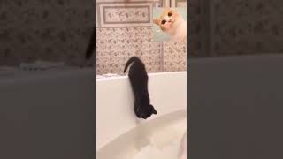 kitten fell into the bathroom