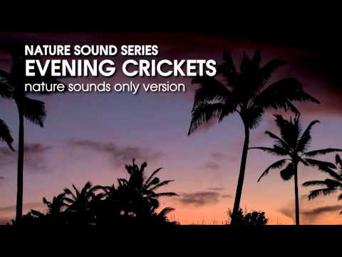 Evening Crickets - Nature Sounds Only version - 60 minutes relaxing, soothing sound of crickets