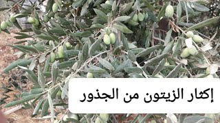 الطريقة التقليدية في إكثار و زراعة شجرة الزيتون ، Growing Olive from roots  ، الزيتون