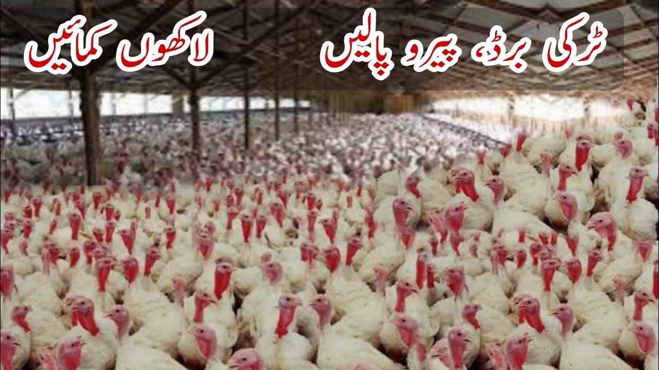 Pakistan Biggest Turkey Birds Farm ll Turkey Farming Business YouTube