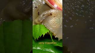 fakta unik siput #siput  #faktaunik #bts #hewan #funfacts #biartausemua #satwa #unik #menarik