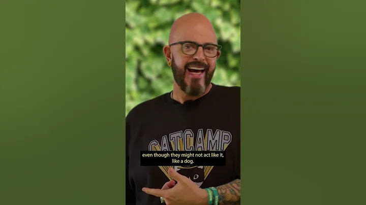 DON'T DO THIS if you leave your cat alone for long hours! #shorts