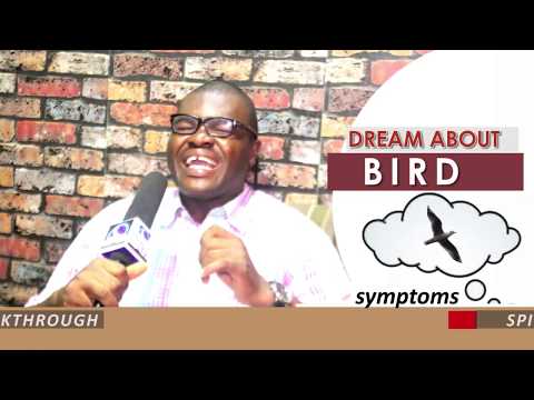 Video: Why does a sparrow dream in a dream
