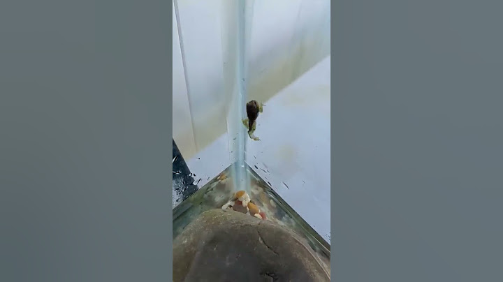 Tadpole Becomes a Frog