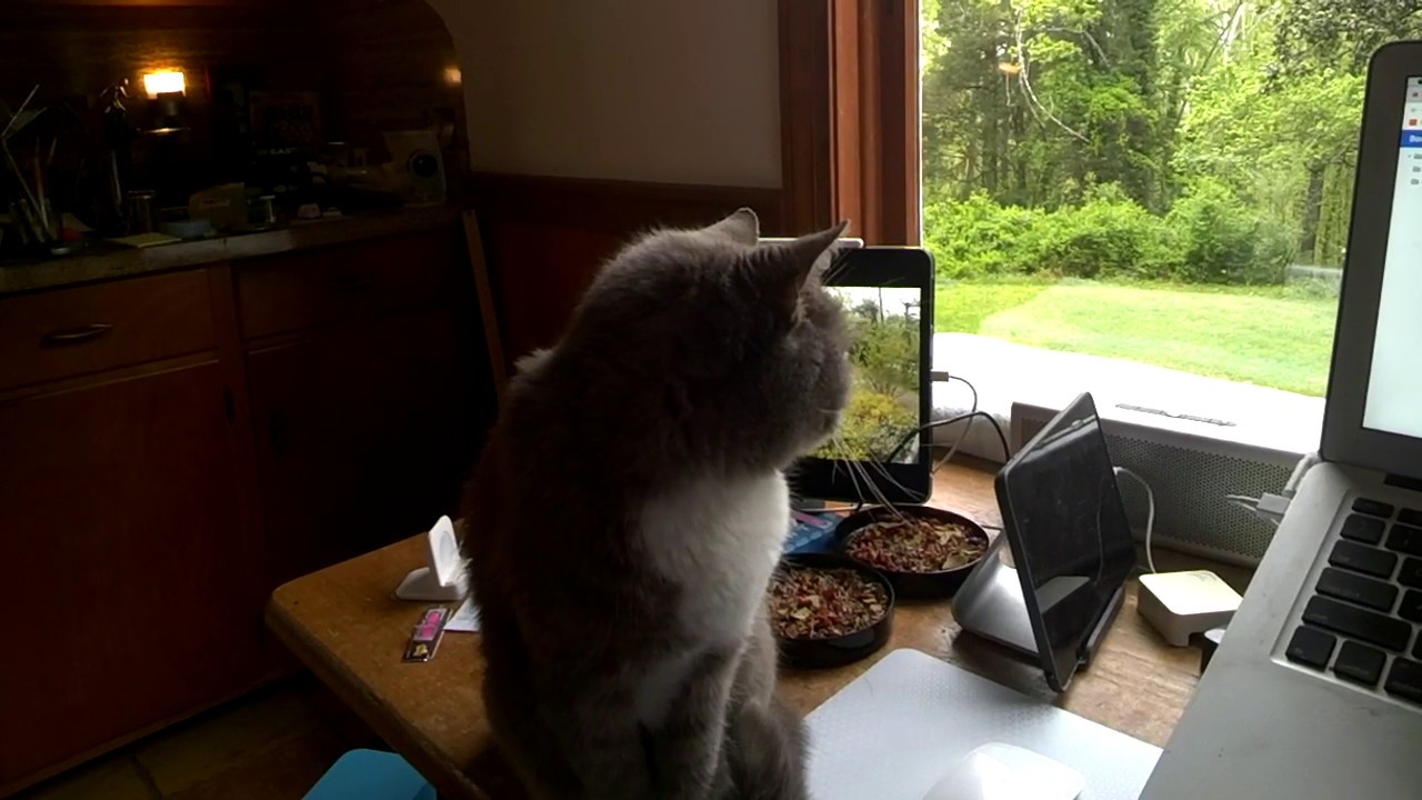 Gray Cat assumes the classic Meat Loaf position — as seen through