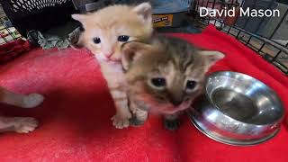 Kittens day 25 #cute #love #loveable