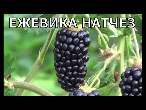 Video: Potrebujú černice natchez mriežku?