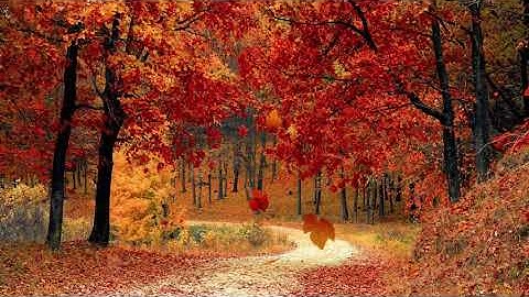 Beautiful Relaxing Music for Stress Relief | Red Maple Tree Forest | Autumn Fall | Beauty of Nature