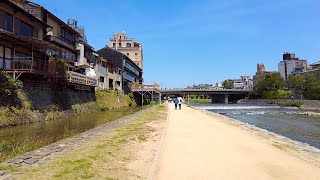 [4K] Kyoto Walk  Kamogawa River