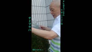 【アゲハチョウ飼育記11】いよいよ別れの時　落合博満の胸に込み上げるのは… #shorts