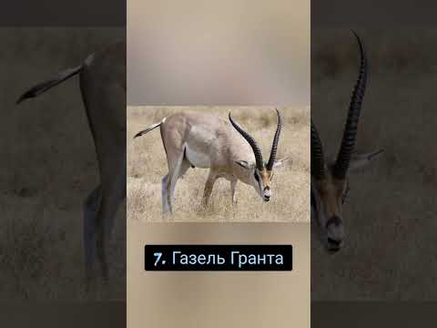 Video: Säbelhornantilope: Foto, Beschreibung, Verbreitung
