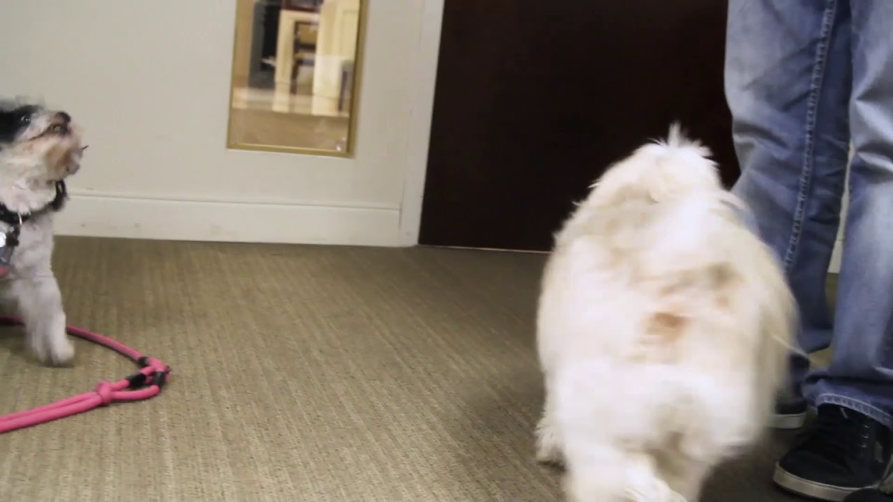 Brad Show Live: February 8, 2019