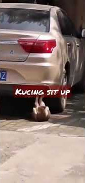 Kucing sit up