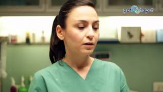 Evcil Hayvanlardan Bulaşan Ekinokok Kisti Pet Hospital