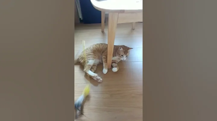 Video 8521221: funny pets britishlonghair kitten, britishlonghair cat kitten, britishlonghair catlover, cute britishlonghair