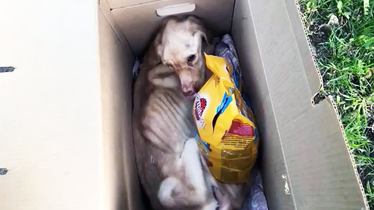 Она не могла ни стоять ни есть! Много дней она просила помощи, но люди ...