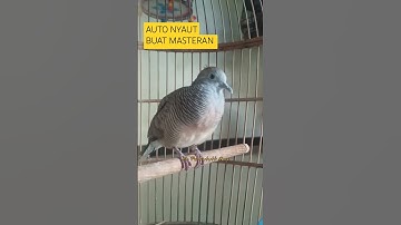 perkutut lokal alam manggung gacor buat masteran pancingan pikat merbok turtledove #perkutut #bird