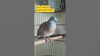 perkutut lokal alam manggung gacor buat masteran pancingan pikat merbok turtledove #perkutut #bird