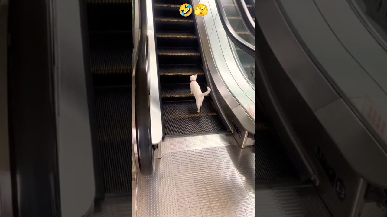 funny cat caught on camera 😂#cat #catvideos #funnyvideo #viral shorts #shorts #funny
