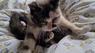 Cat struggles free from snuggles by Cookie the Calico 29,987 views 1 year ago 27 seconds