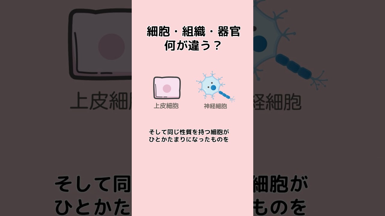 細胞その1