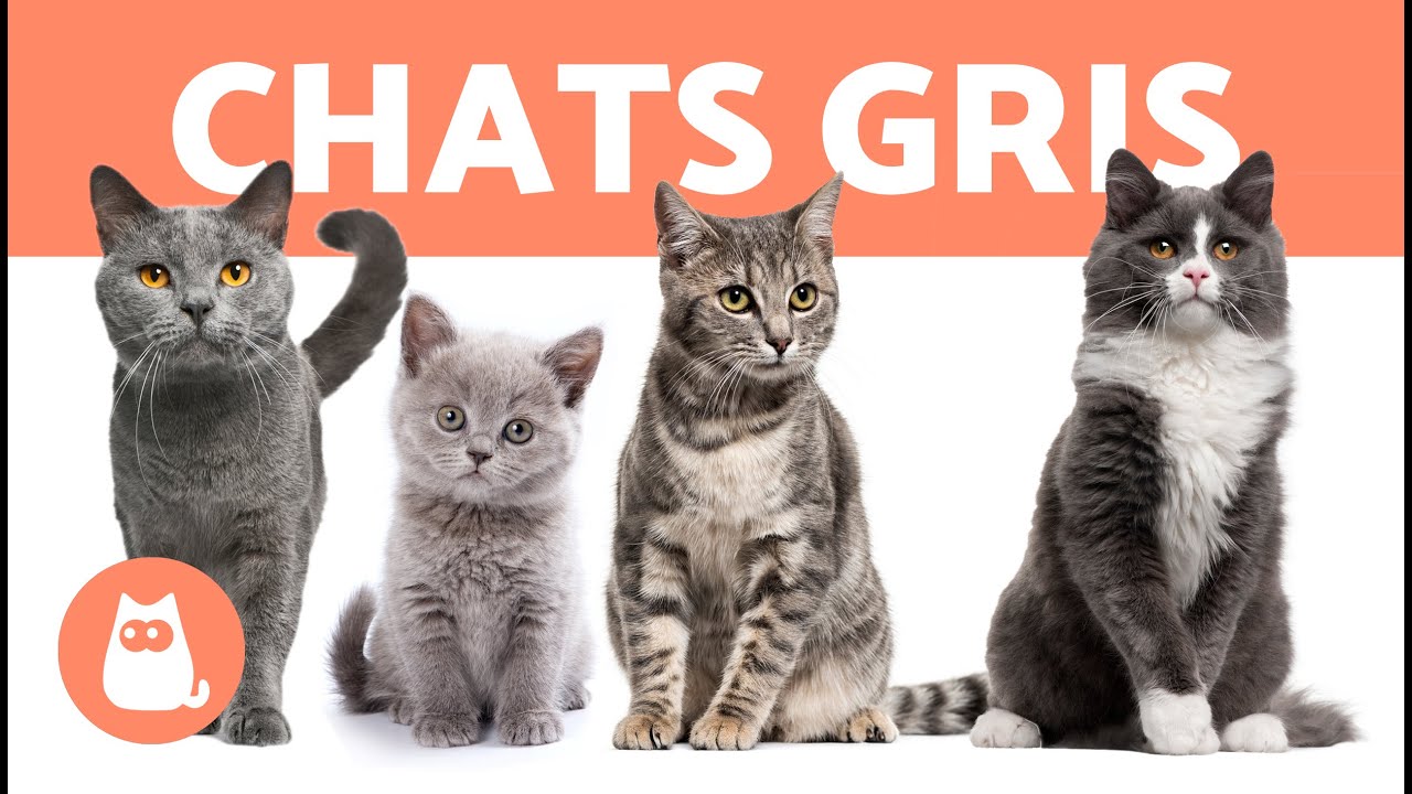 8 Races De Chats Gris Si Mignons Youtube