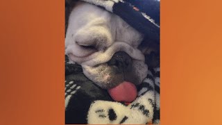 Doggone Weather in Northeast Ohio: Hank