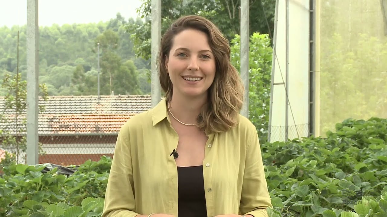 Como reutilizar a solução nutritiva no cultivo de morango semi-hidropônico