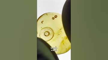 BRO breaks open a 99 million year old fossil with water inside - part 1