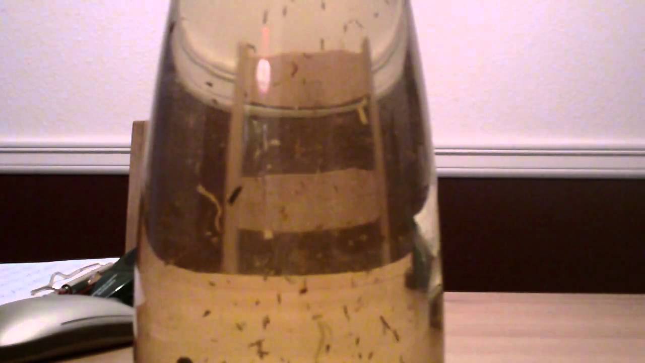 Teavana cold brewing YouTube