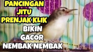 Burung Ciblek Sawah Betina gacor birahi bikin CIWAH jantan Emosi koar koar nembak nembak