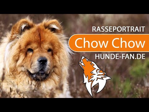 ► Chow Chow [2021] Rasse, Aussehen &amp; Charakter