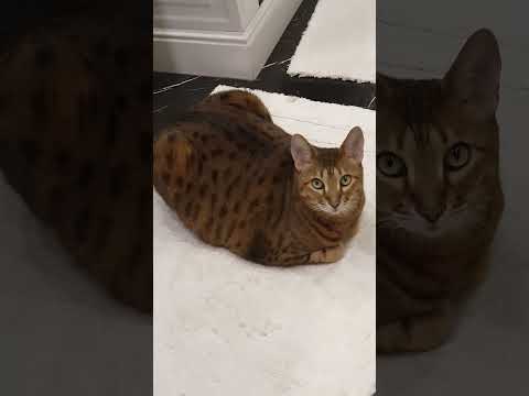 #trending #viralshorts #viralvideo