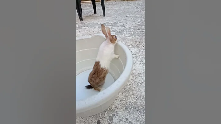 rabbit jumping 🔥 💞 please like and subscribe our channel 🙏