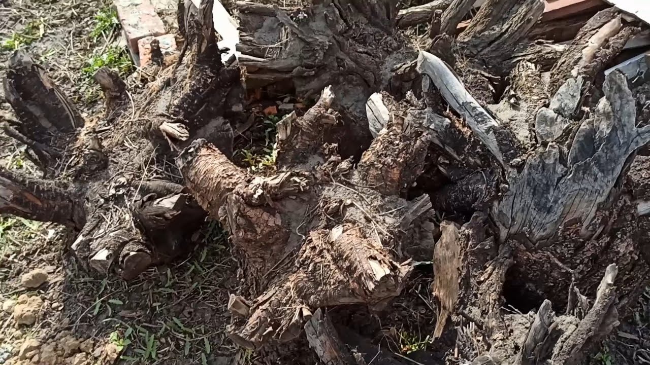Удаление пней. Выкорчевывание пня своими руками - YouTube