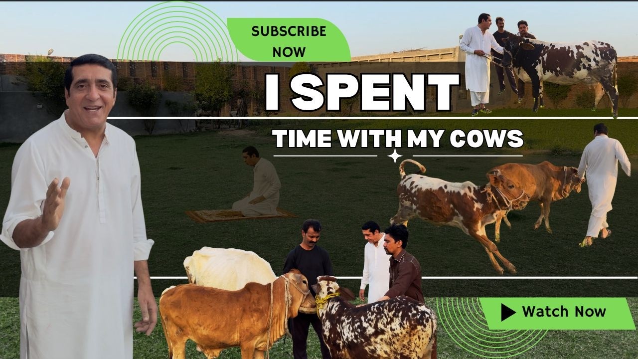 I Spent time with my cows |