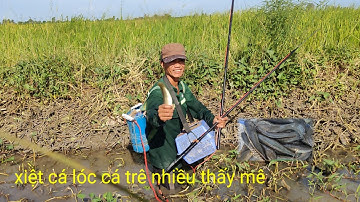 xiệt cá lóc cá trê mùa lúa chín trung đậm rồi quá nhiều cá ngon 