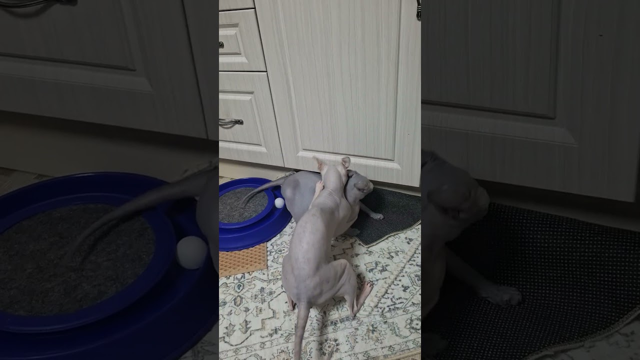 Сфинксы, Симон и Сима))