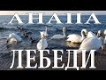 лебеди на пляже Анапы