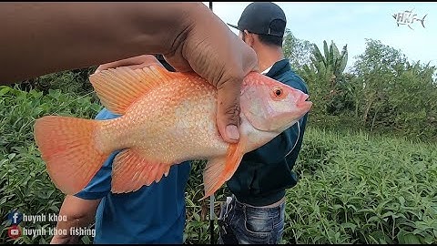 CÂU CÁ Ổ TRÚNG MÁNH |  PHẦN 2