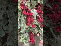 Raz 30" Set of 2 Iced Red Berry and Greenery Christmas Tree Spray F4606772