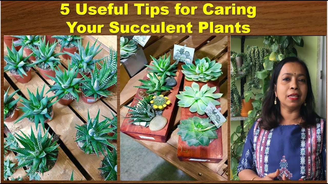 5 Useful Tips to Care of Your "Succulent" Plants. - YouTube
