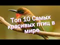 Топ 10 Cамых красивых птиц в мире