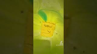 The lush SpongeBob SquarePants bath bomb review / demo #lush #spongebob #bathbomb #fyp #review