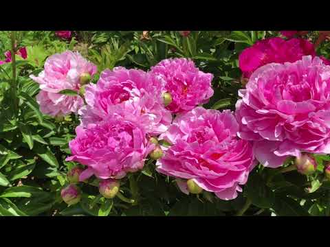 वीडियो: Peony Evading - सुंदर और चिकित्सा