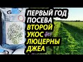 Первый год посева люцерны ДЖЕА, второй укос, Капчагай, Алматинская область.